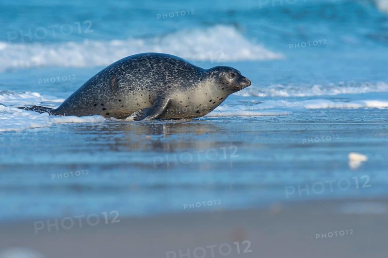 Harbor seal (Phoca vitulina), Heligoland, Schleswig-Holstein, Germany, Europe