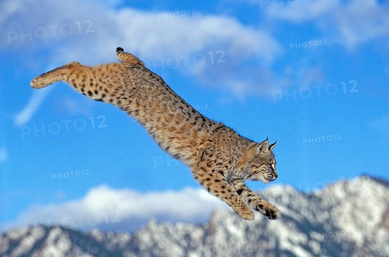 BOBCAT (lynx rufus), ADULT LEAPING, CANADA