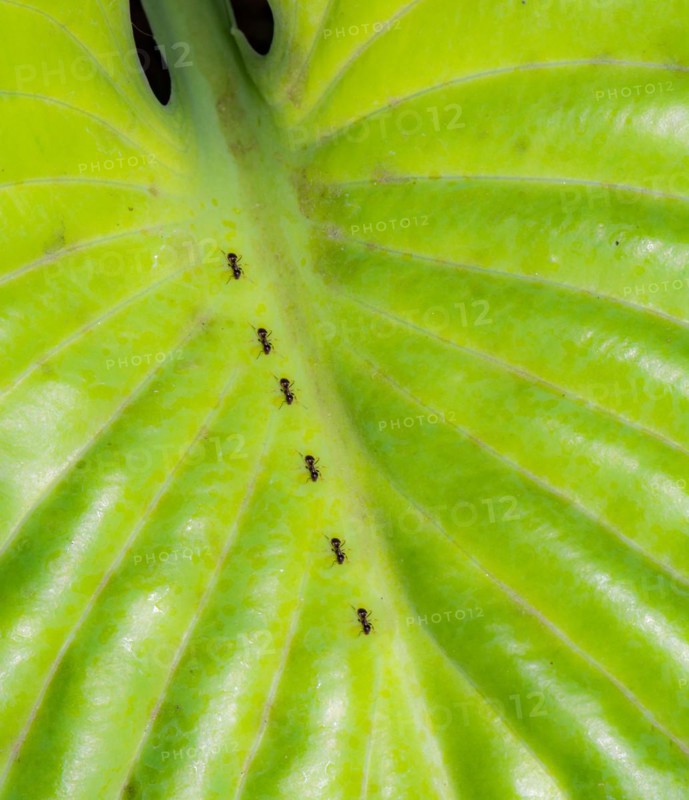 Ants crawling on the green leaf of a hosta plant