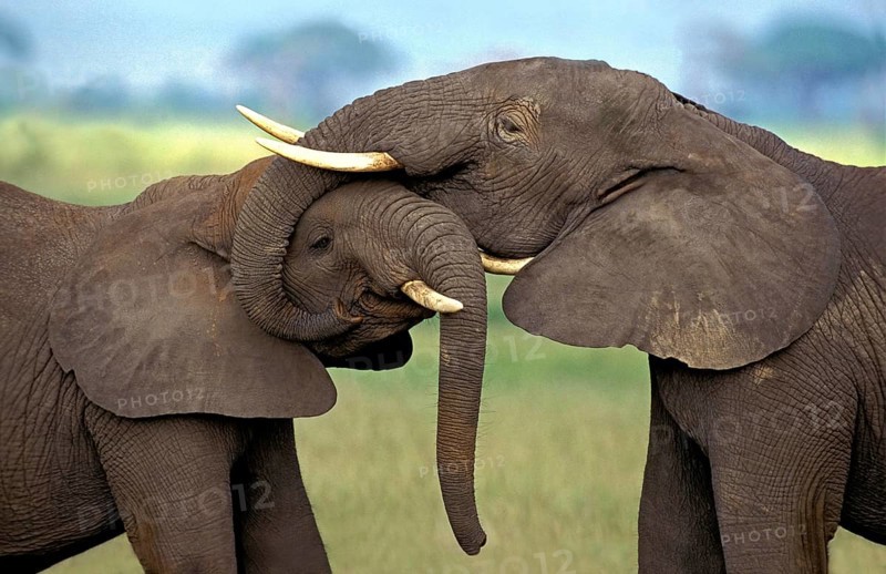 African Elephant (loxodonta africana), Immatures playfighting, close-up of heads, Kenya, Africa