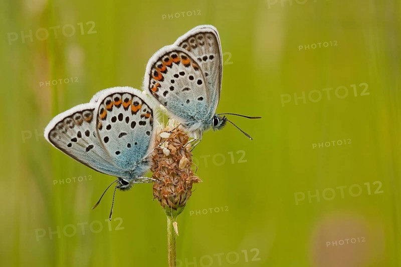 Silver-studded blue (Plebejus argus) North Rhine-Westphalia, Germany, Europe