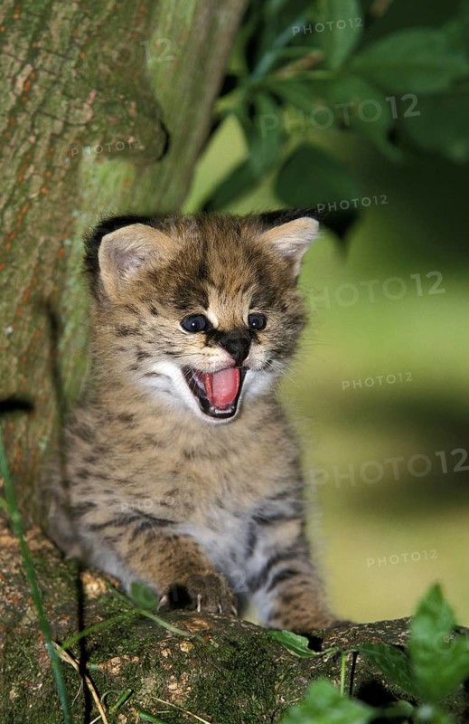 Serval (leptailurus serval), Cub calling