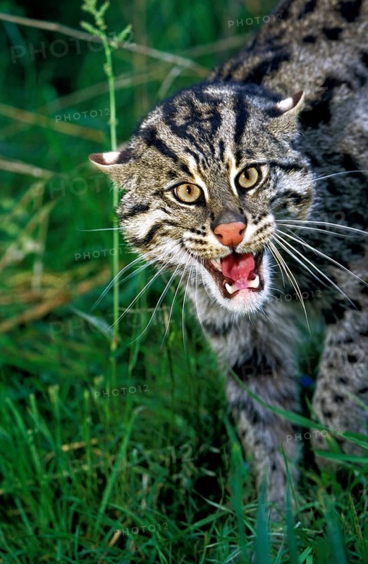 Fishing Cat (prionailurus viverrinus), Adult Snarling
