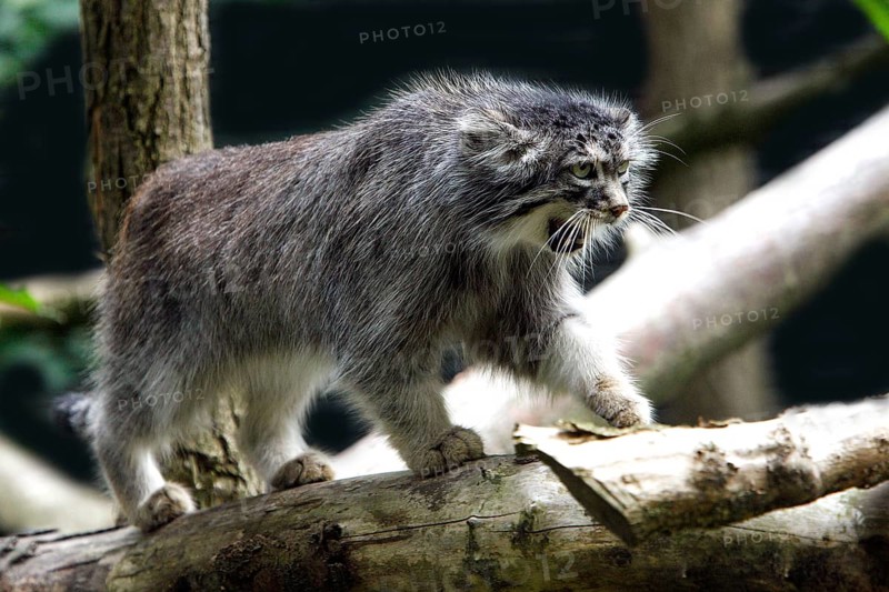 Pallas's cat (Otocolobus manul) OR PALLAS CAT, ADULT AT THE BRANCH