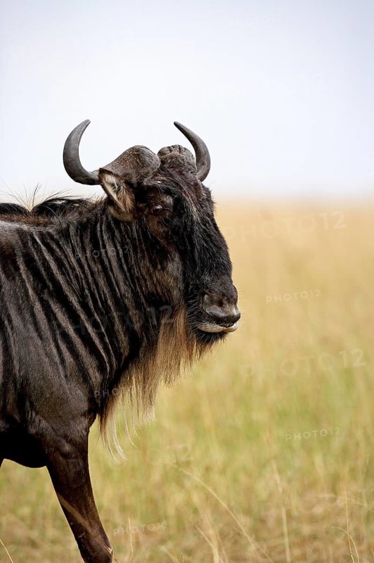 Blue Wildebeest (connochaetes taurinus), Portrait of Adult, Masai Mara Park in Kenya