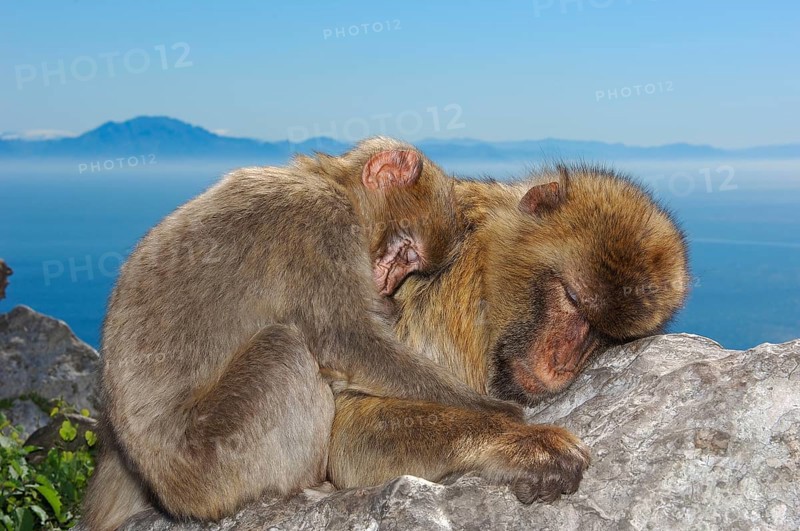 Barbary Macaques (Macaca sylvanus), Gibraltar (Macaca sylvana)