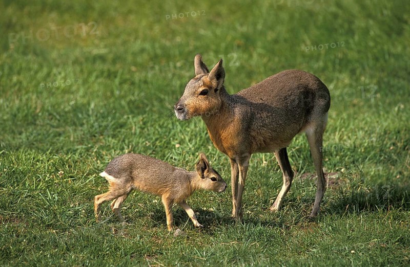 Mara (dolichotis patagonum), Female with Young on Grass