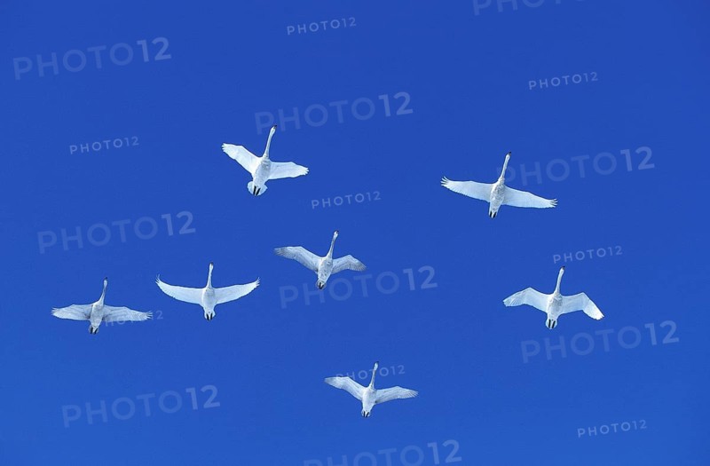 Whooper swan (cygnus cygnus), adult in flight against blue sky, Hokkaido Island in Japan