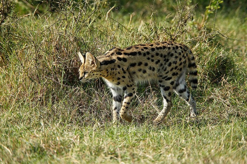 Serval (leptailurus serval), adult, Masai Mara Park in Kenya