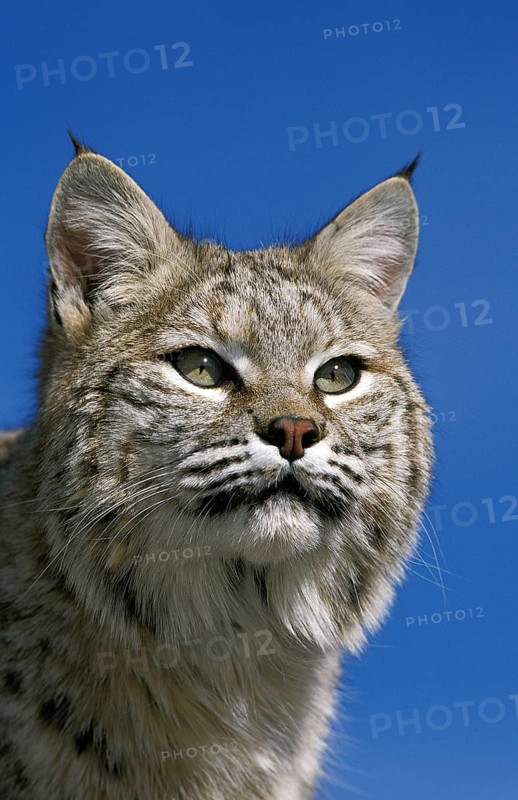 BOBCAT (lynx rufus), PORTRAIT OF ADULT, CANADA