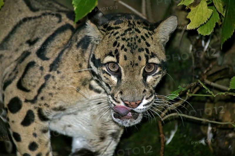 CLOUDED LEOPARD (neofelis nebulosa), PORTRAIT OF ADULT WITH TONGUE OUT