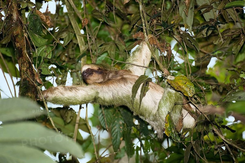 Pale-throated sloth (Bradypus tridactylus), Costa Rica, Central America