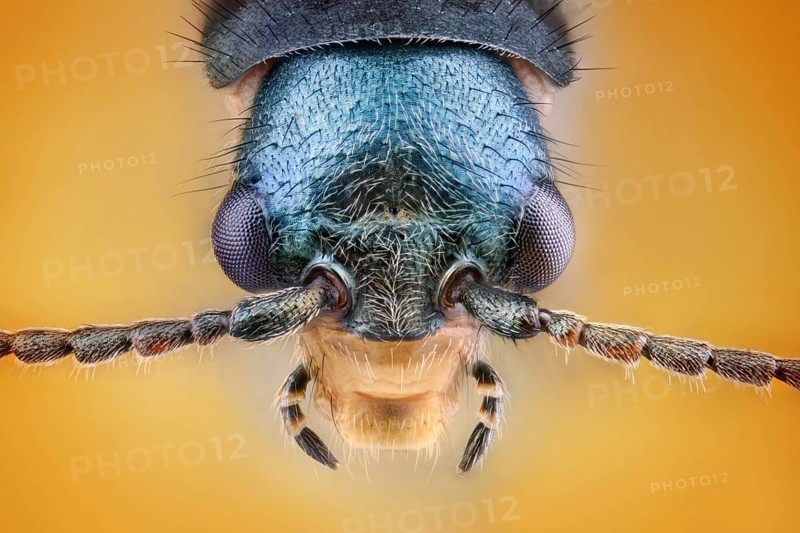 Head of a weevil (Malachius bipustulatus)