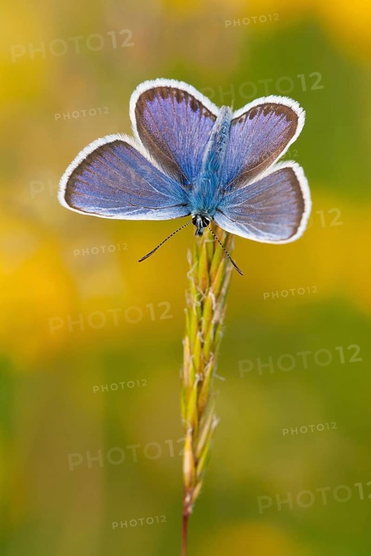 Silver-studded blue (Plebejus argus) male, North Rhine-Westphalia, Germany, Europe