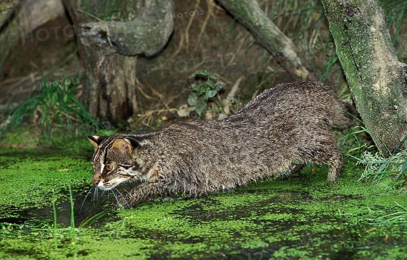 Leopard Cat (prionailurus bengalensis), Adult fishing in Swamp