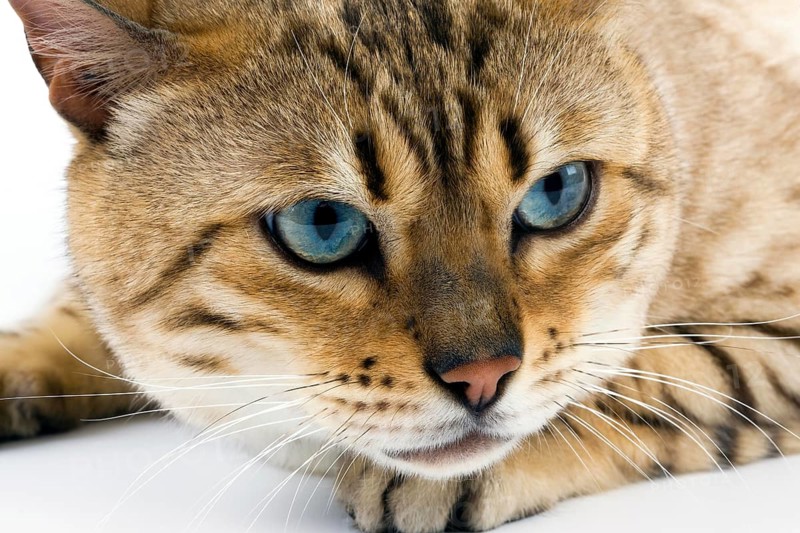 Seal Mink Tabby Bengal Domestic Cat, Portrait of Male against White Background