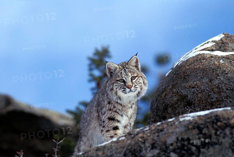 Bobcat (lynx rufus), Adult standing on Rocks, Canada, North America