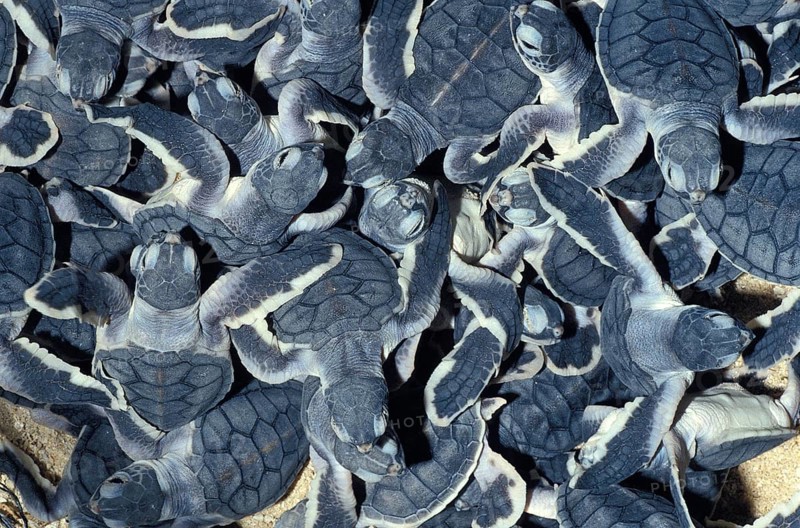 Green Sea Turtle (chelonia mydas), Hatchlings going to Sea, Malaysia, Asia