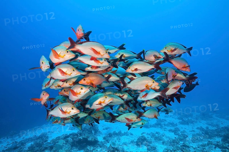 Humpback Snapper, Felidhu Atoll, Maldives (Lutjanus gibbus)