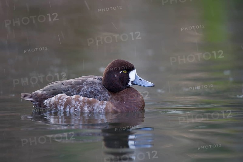 Bergente, Aythya marila, Greater Scaup