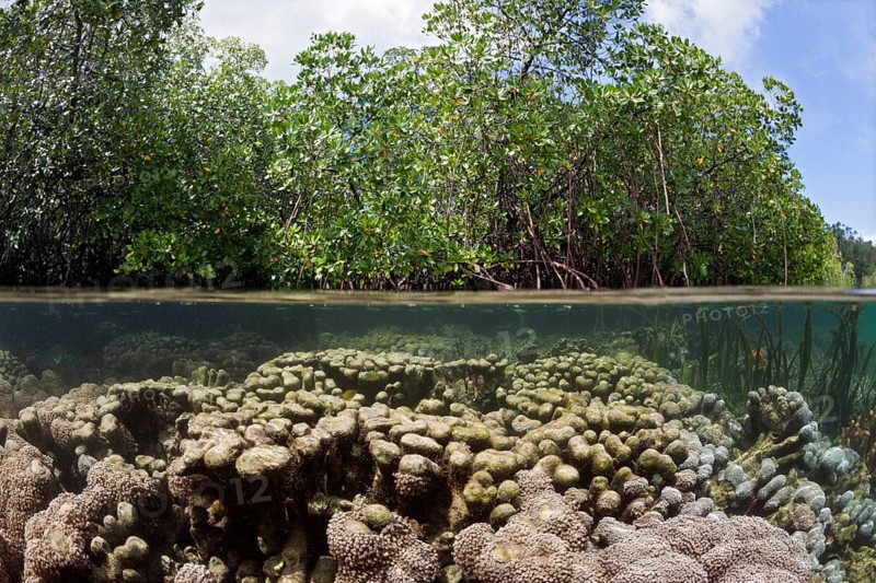 Corals under mangroves, Raja Ampat, West Papua, Indonesia, Asia