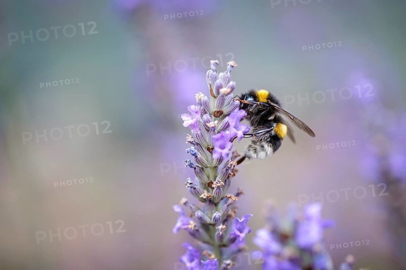 Close Up of Bumblebee on Beautiful Lavender blooming in early summer on a sunny day with soft background bokeh
