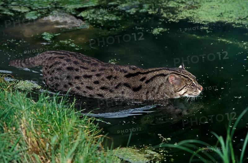 FISHING CAT (prionailurus viverrinus), ADULT IN WATER