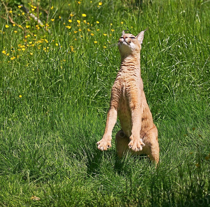Caracal (caracal caracal), Adult hunting Bird, on Hind Legs
