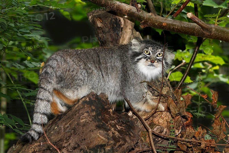 Manul or Pallas's Cat (otocolobus manul), Adult standing on Branch