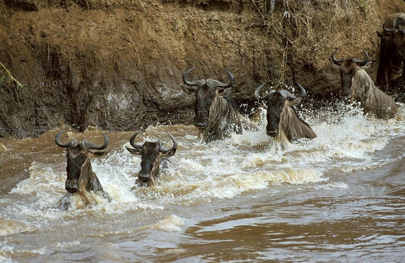 Blue Wildebeest (connochaetes taurinus), Herd crossing Mara River during Migration, Masai Mara Park in Kenya