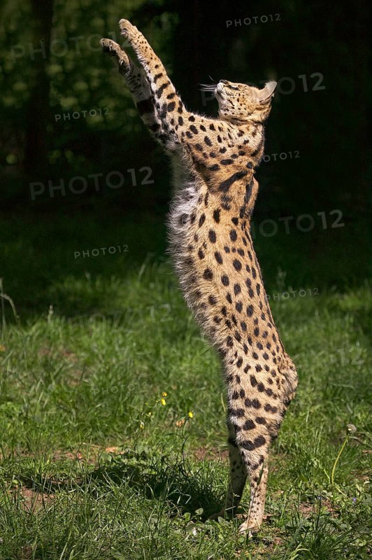 SERVAL (leptailurus serval), ADULT HUNTING, STANDING ON HIND LEGS