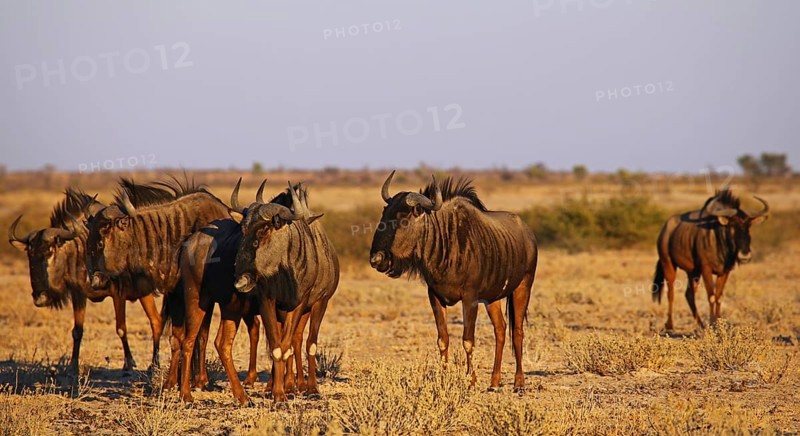 Blue wildebeests (Connochaetes taurinus) in morning light, Central Kalahari, Botswana, Botswana, Africa