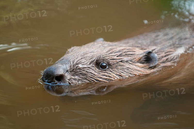 European beaver (Castor fiber), Rosenheim, Bavaria, Germany, Europe