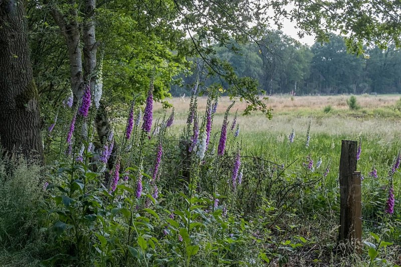 Common foxglove (Digitalis purpurea)