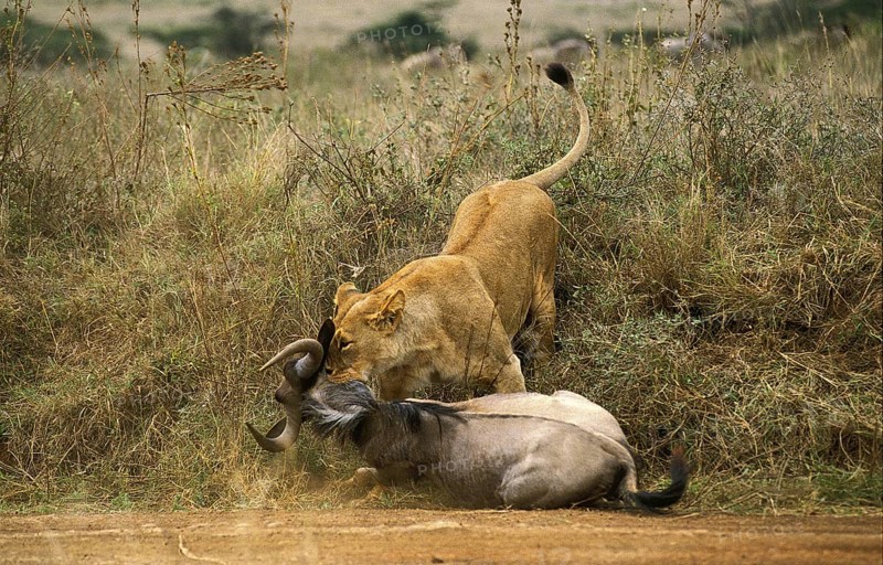 AFRICAN LION (panthera leo), FEMALE WITH A WILDEBEEST KILL, NAIROBI PARK IN KENYA