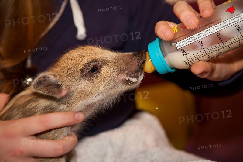Wild boar (Sus scrofa), Breeding, Rhineland-Palatinate, Germany, Europe