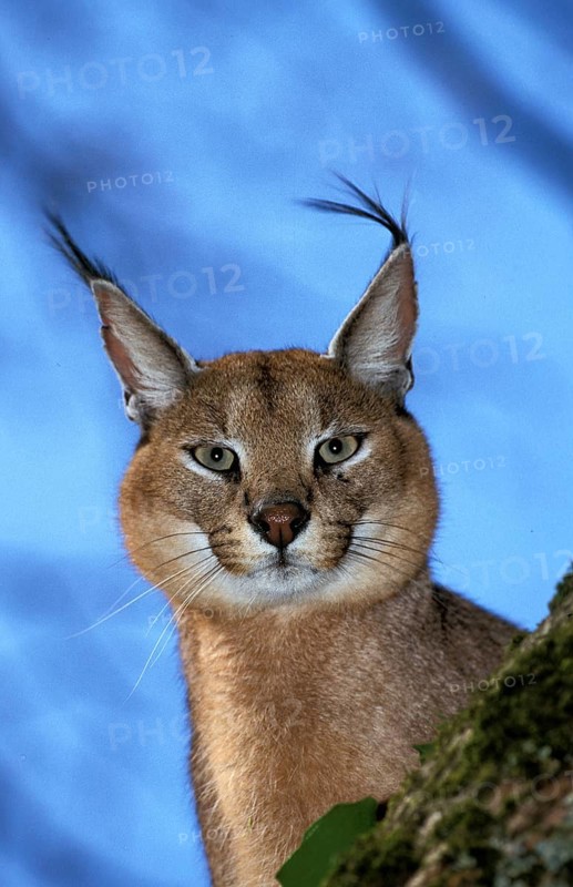 Caracal (caracal caracal), Portrait of Adult