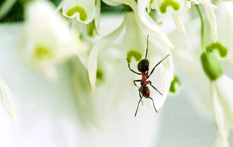 Close-up of forest ant on snowdrop flower