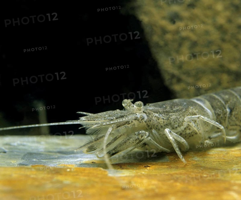 Common Shrimp (crangon crangon)