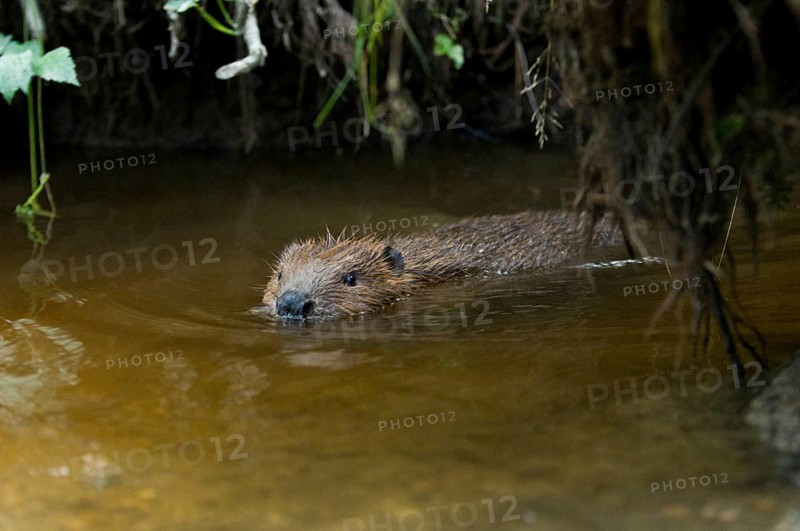 European beaver (Castor fiber), juvenile, Rosenheim, Bavaria, Germany, Europe