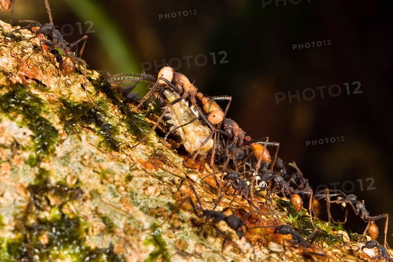 Driver ants transport Eciton burchellii (Eciton burchelli), ant, ants, Costa Rica, Central America