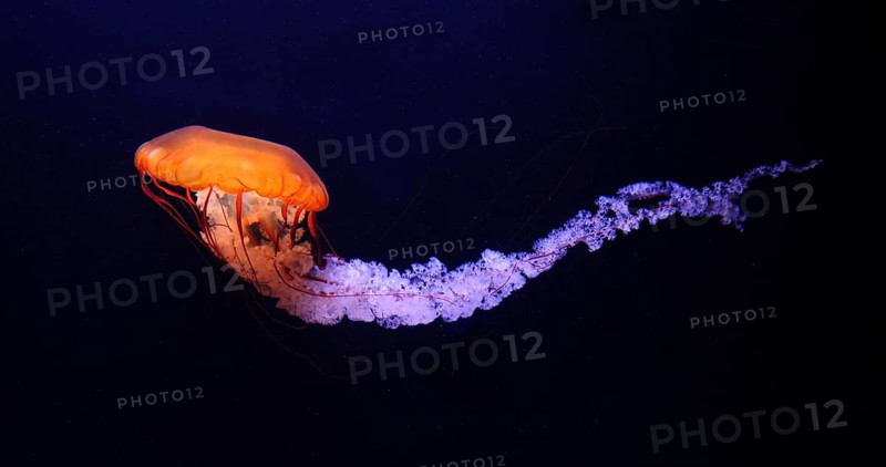 Black Jellyfish or Black Sea Nettle (chrysaora achlyos), Pacific Ocean, Seawater Aquarium in France