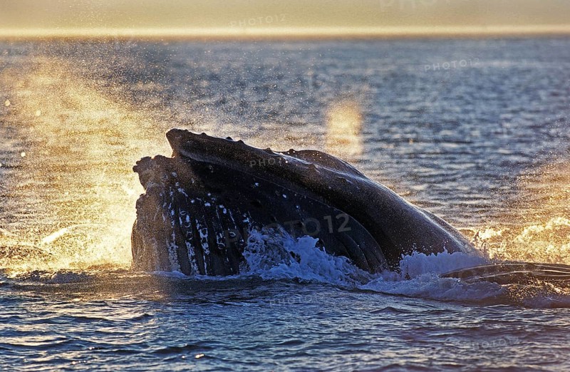 Humpback whale (megaptera novaeangliae), ADULT SURFACING TO CATCH KRILL, ALASKA