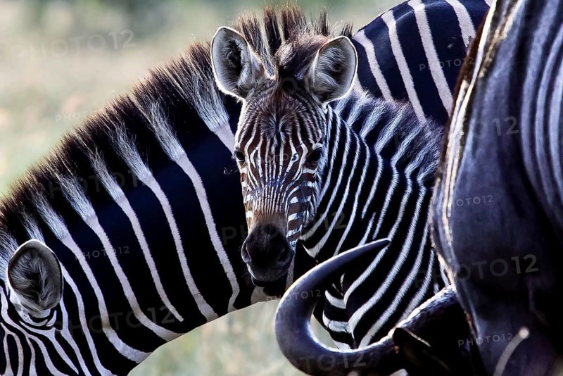 Baby zebra in Kruger National Park South Africa