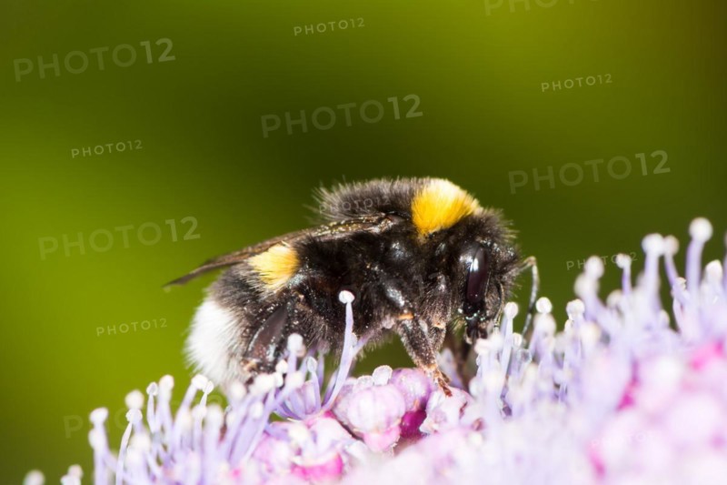 Macro of a bumblebee on a hydrangea flower