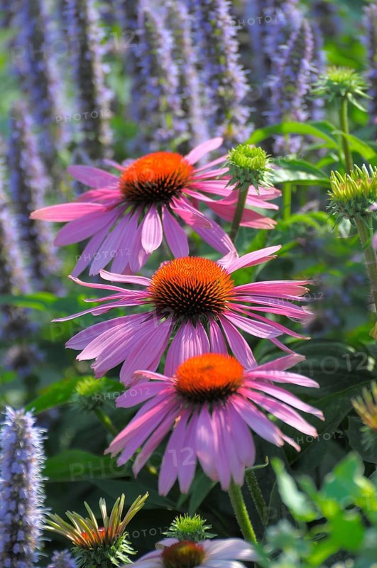 Purple cone flower (Echinacea purpurea)