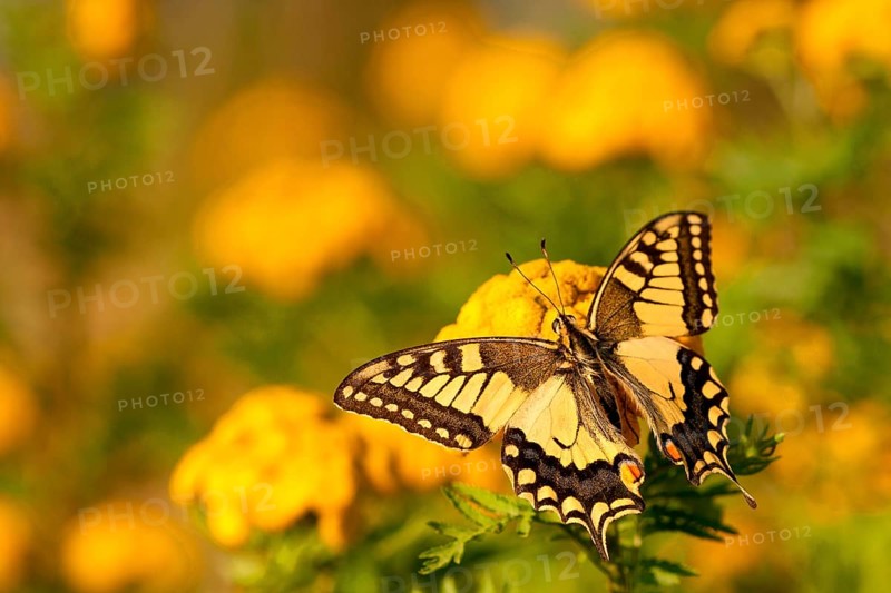 Swallowtail (Papilio machaon), on a fern, North Rhine-Westphalia, Germany, Europe