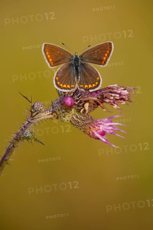 Common blue butterfly (Polyommatus icarus) female, Rhineland-Palatinate