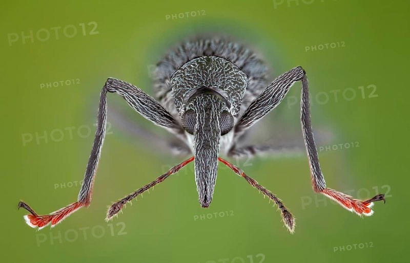 Weevils (Oxystoma ochropus) in frontal view