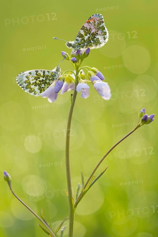 Aurora butterfly on cuckoo flower